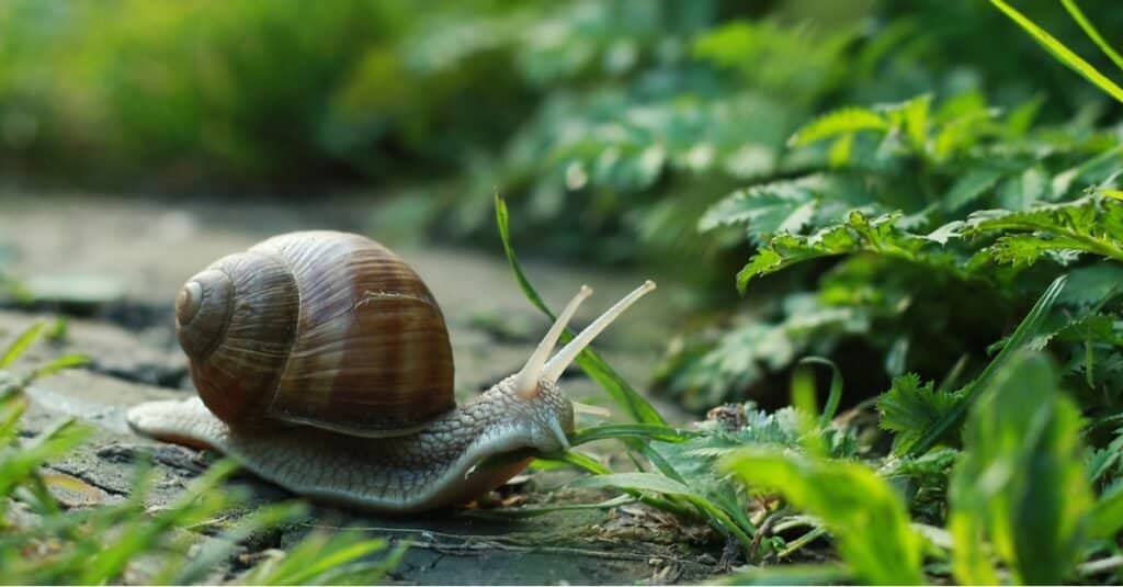 Animals With Exoskeletons-snail