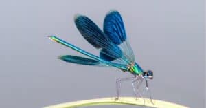 10 Different Colors of Dragonflies (Rarest to Most Common) Picture