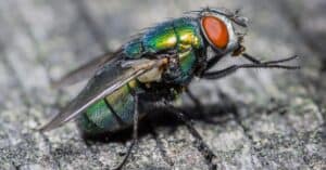 Fly Lifespan: How Long Do Flies Live? Picture