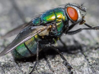 A Fly Quiz: What Do You Know?