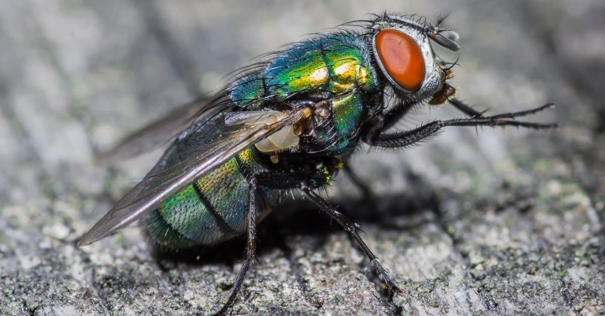 Fly Quiz: What Do You Know? - A-Z Animals