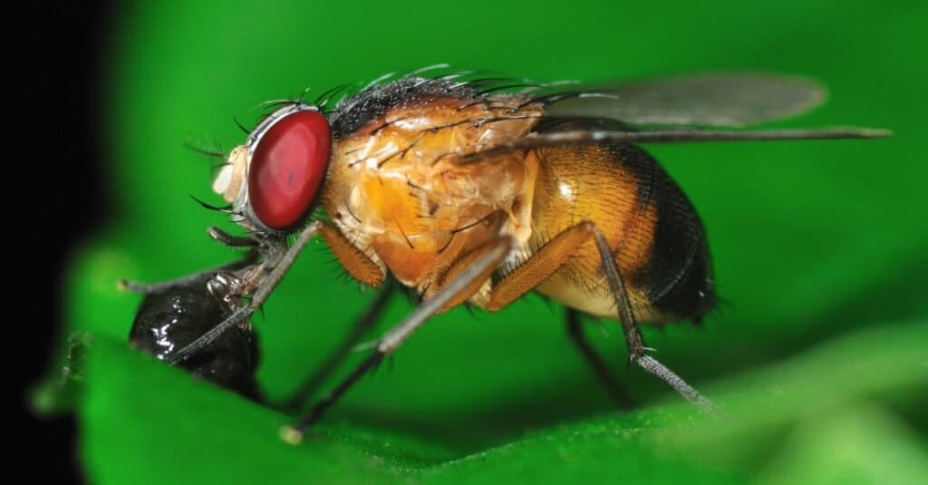 Drain Fly vs Fruit Fly