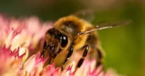 Do (Honey) Bees Poop? And Other Bodily Functions Explained Picture