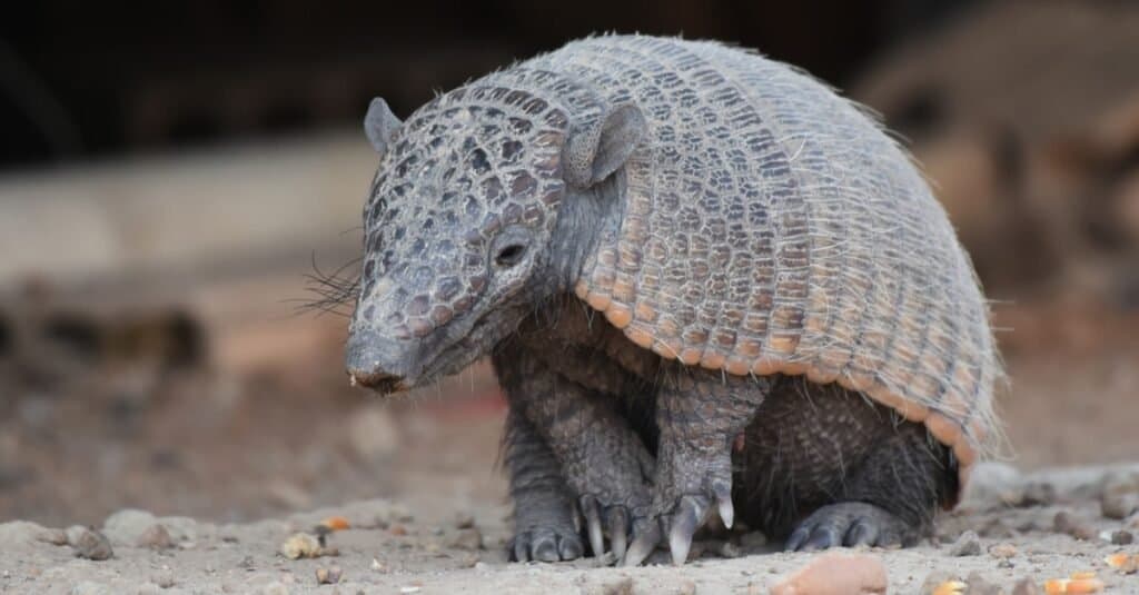 Armadillo vs Anteater