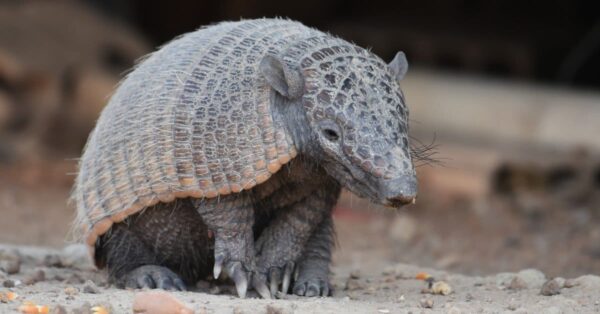 Are Armadillos Nocturnal Or Diurnal? Their Sleep Behavior Explained - A ...