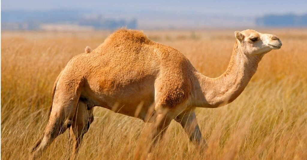 Animaux avec la peau la plus dure-chameau