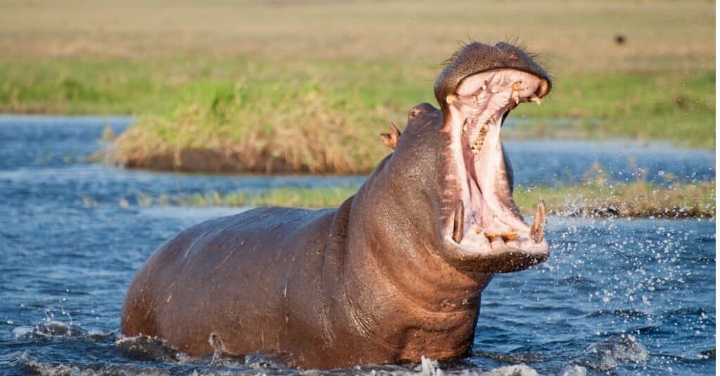 Hippos have the most powerful jaws