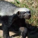 Honey badgers may be small, but they are fearless!