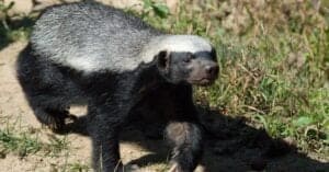 Watch This Brave Honey Badger Rescue Her Baby From a Hungry Leopard Picture