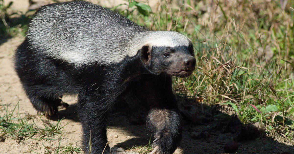Animals With the Toughest Skin-Honey Badger