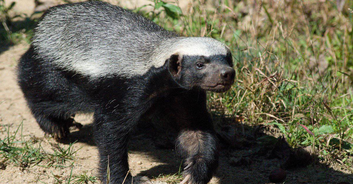 badger attacks dog