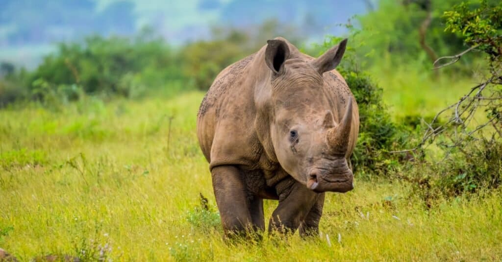 Animal with the hardest skin - rhino