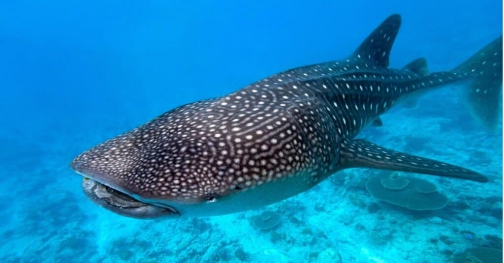 Animals With the Toughest Skin-Whale shark