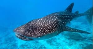 Unusual Whale Shark Spotted Off the Texas Coast In a Classic Tale of Fish Out of Its Waters Picture