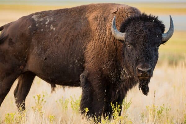 American Bison are the largest mammal in North America.