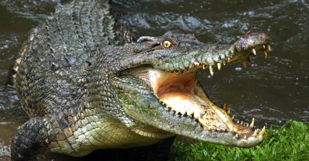 Animal with the hardest skin - crocodile