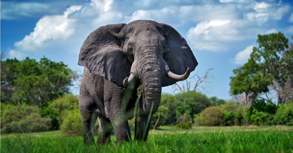 Động vật có da voi dai nhất