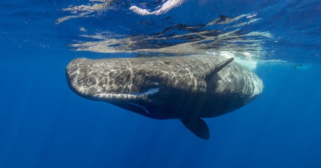 The animal with the hardest skin - the sperm whale
