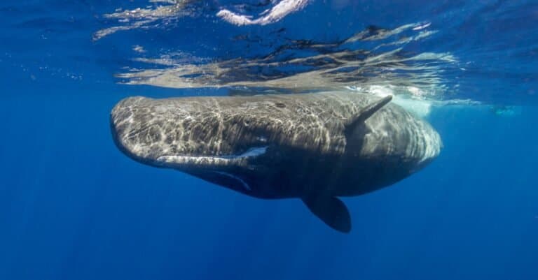 Sperm Whale - A-Z Animals