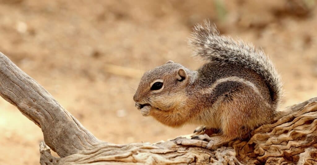 Animals that Sing-Antelope Squirrel