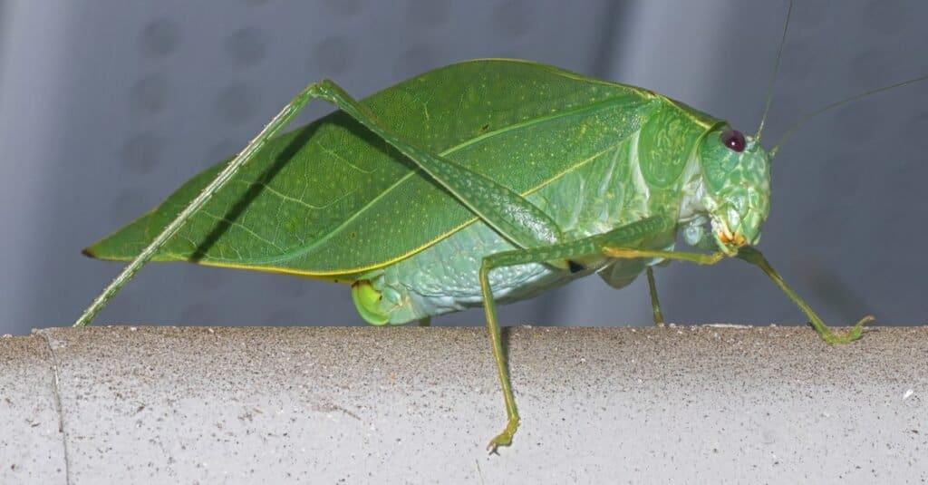 Animals that Sing-Katydid