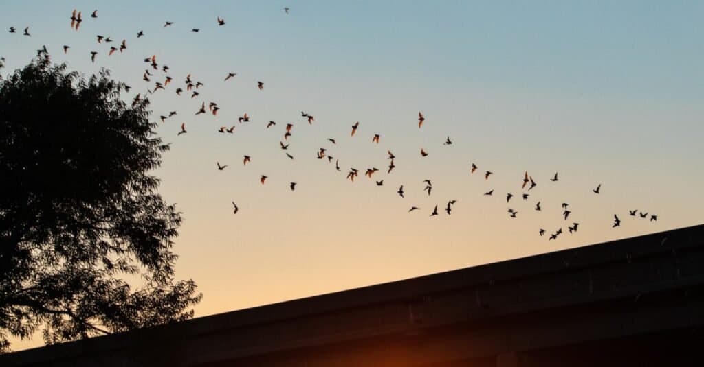 Animals that Sing-Mexican free tail bat