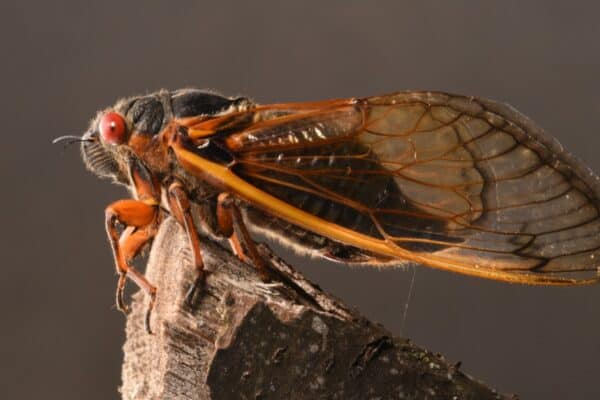 Closeup image of a cicada on a broken tree branch. It is part of Brood X 17-year cicadas also known as the Great Eastern Brood.  Cicada songs are very loud.