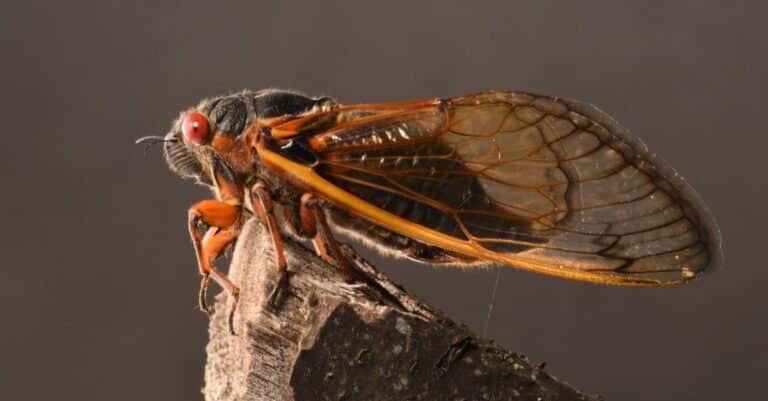 Animals that Sing-cicada
