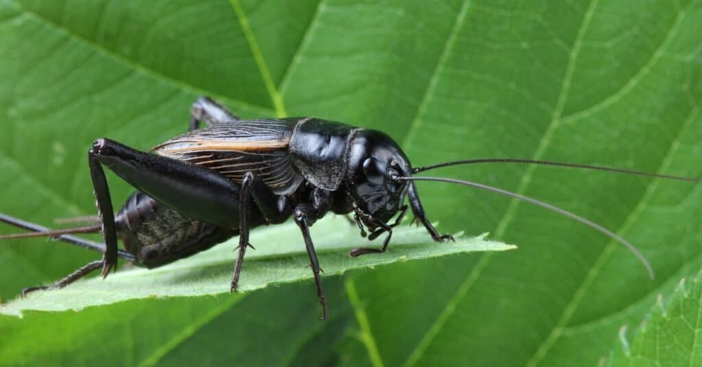 animal that sings crickets