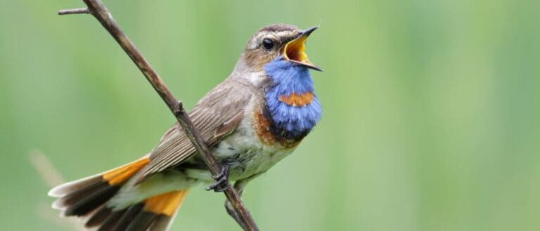 Animals that Sing