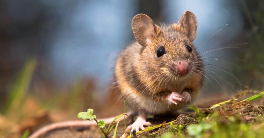 What is deals a mouse animal