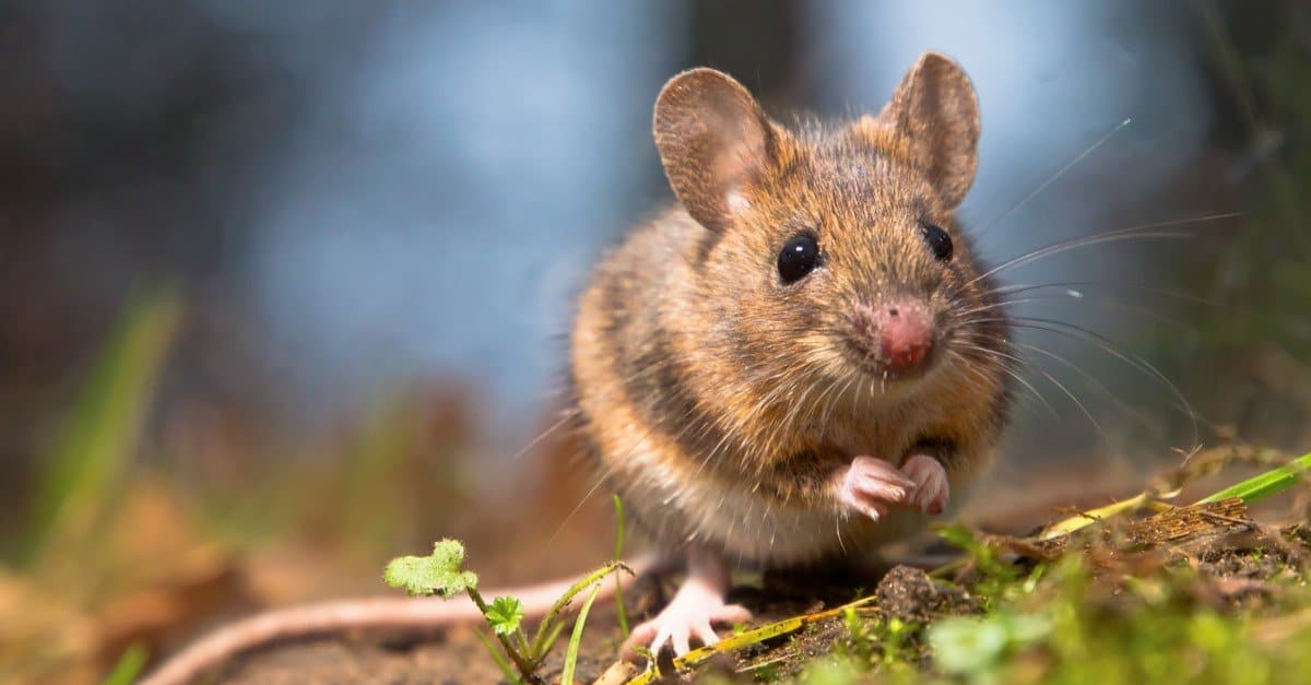 10 Incredible Mouse Facts - AZ Animals