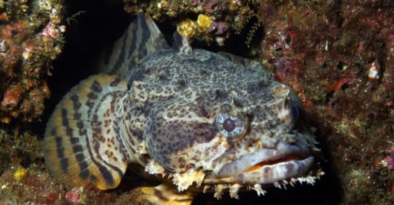 Animals that Sing-toadfish
