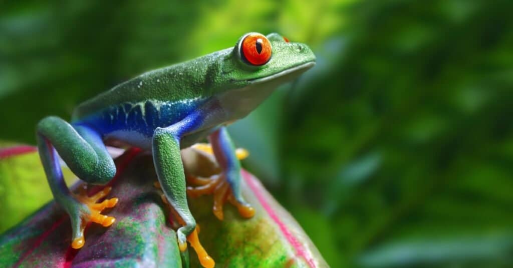 Animals that Sing-treefrog