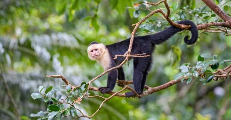Animals with Opposable Thumbs-Capuchin