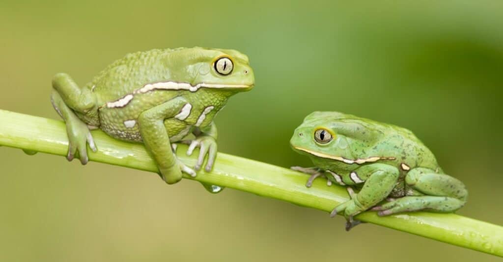 Animals with Opposable Thumbs-Waxy Monkey Leaf Frogs