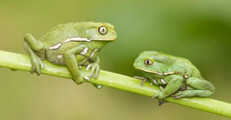 Frog Lifespan: How Long Do Frogs Live? - A-Z Animals