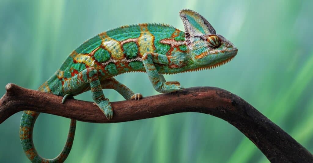 Animals with Opposable Thumbs-chameleon