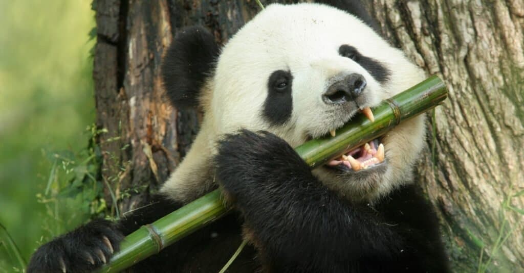 Animals with Opposable Thumbs-giant panda