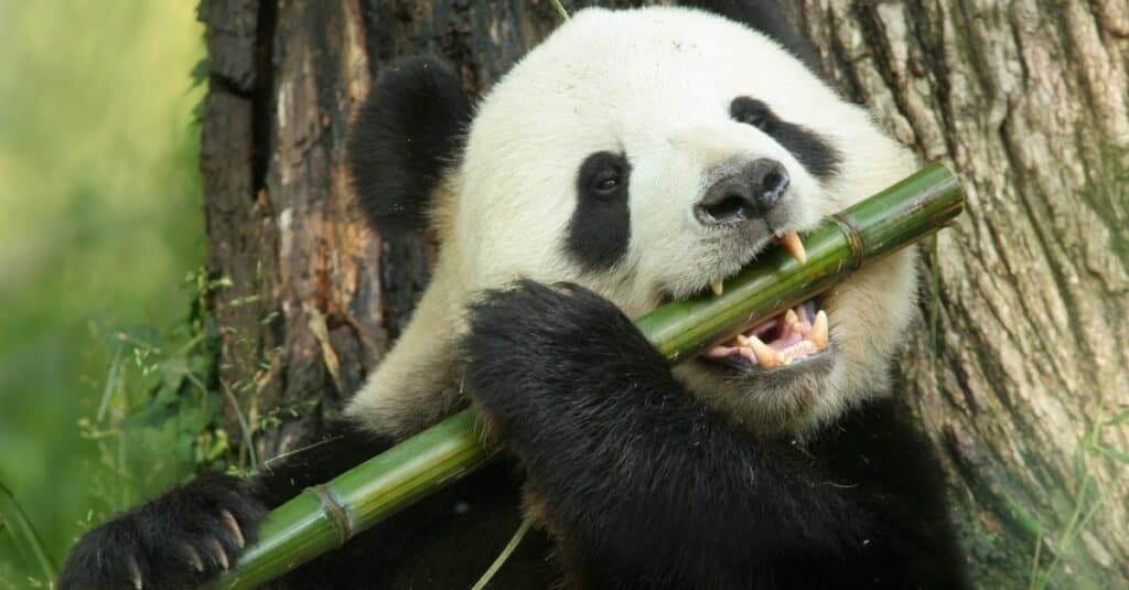 giant panda eating bamboo