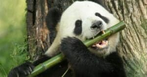 60+ Cute and Funny Giant Panda Names Picture