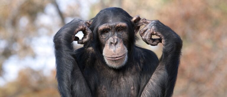 Animals with Opposable Thumbs