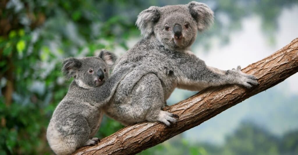 Animals with Opposable Thumbs-koala