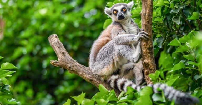 Animals with Opposable Thumbs-lemur