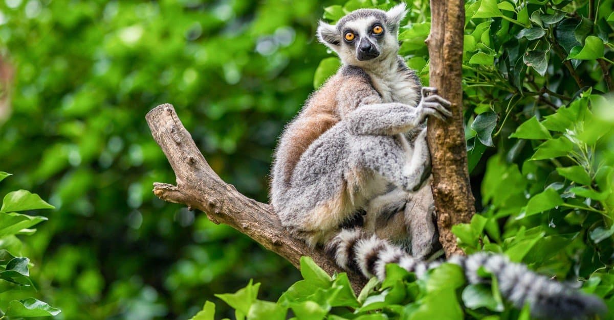 Michelangelo accessoires Treble What Do Lemurs Eat? An Island Primate's Diet - AZ Animals