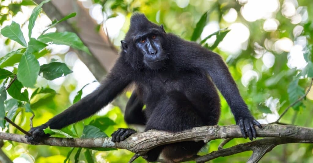 Animaux à pouces opposables-macaque