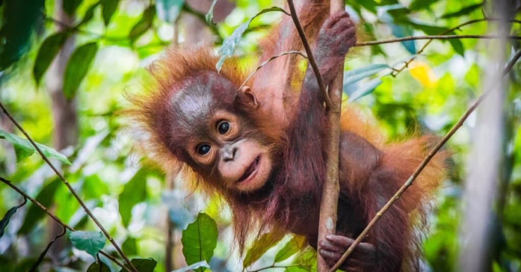 Animaux à pouces opposables-orang-outan