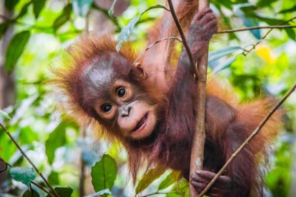 A baby orangutan hangs in a tree in Borneo.  Orangutans use their thumbs to climb trees, grasp branches, and hold tools.