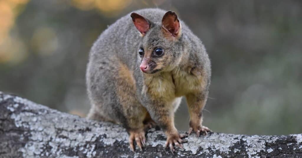A brushtail possum, native to Australia, straddling a ltree limb on which grey lichen grows. The posse is different tones of brown with big dark eyes and a pink nose. indistinct natural background. 