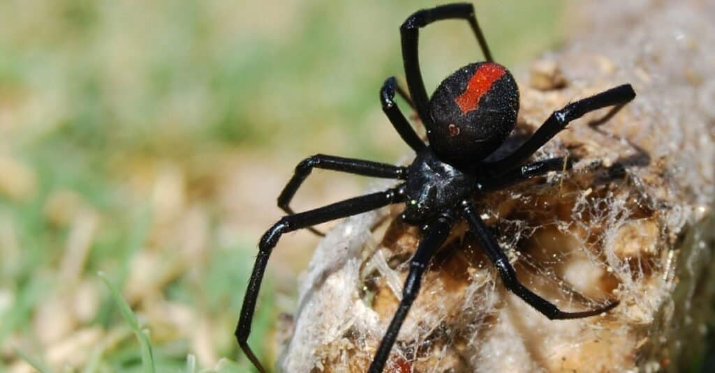 Động vật có nhện góa phụ đen exosceleton